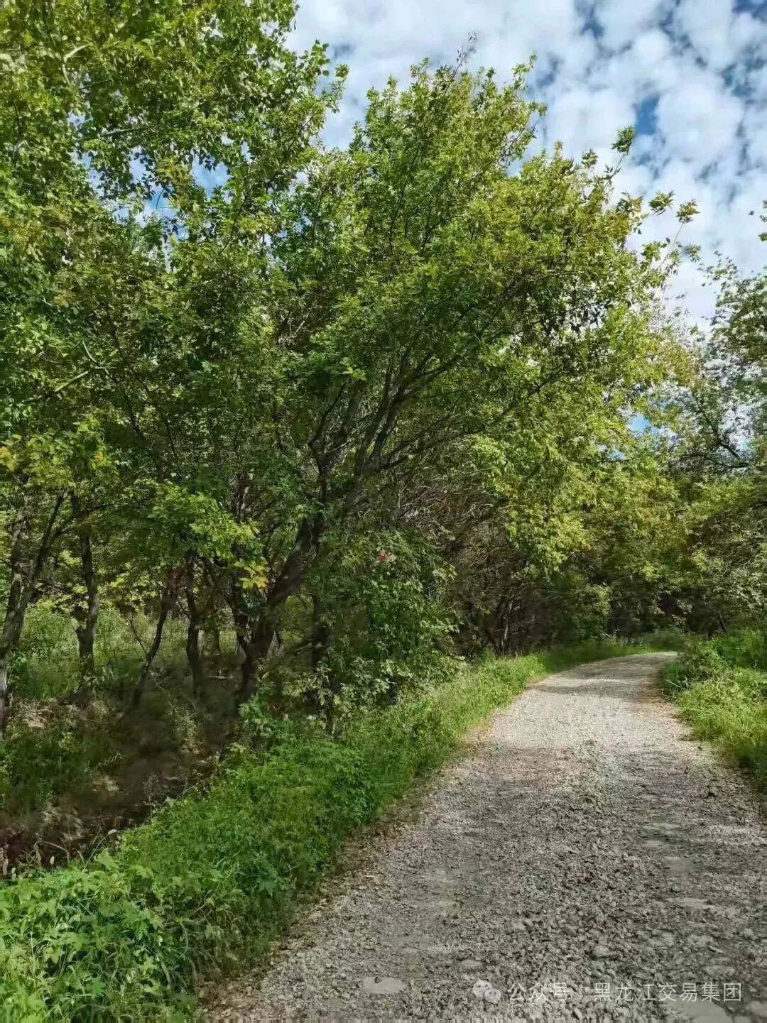 狮子会 - 打造绿色游戏娱乐