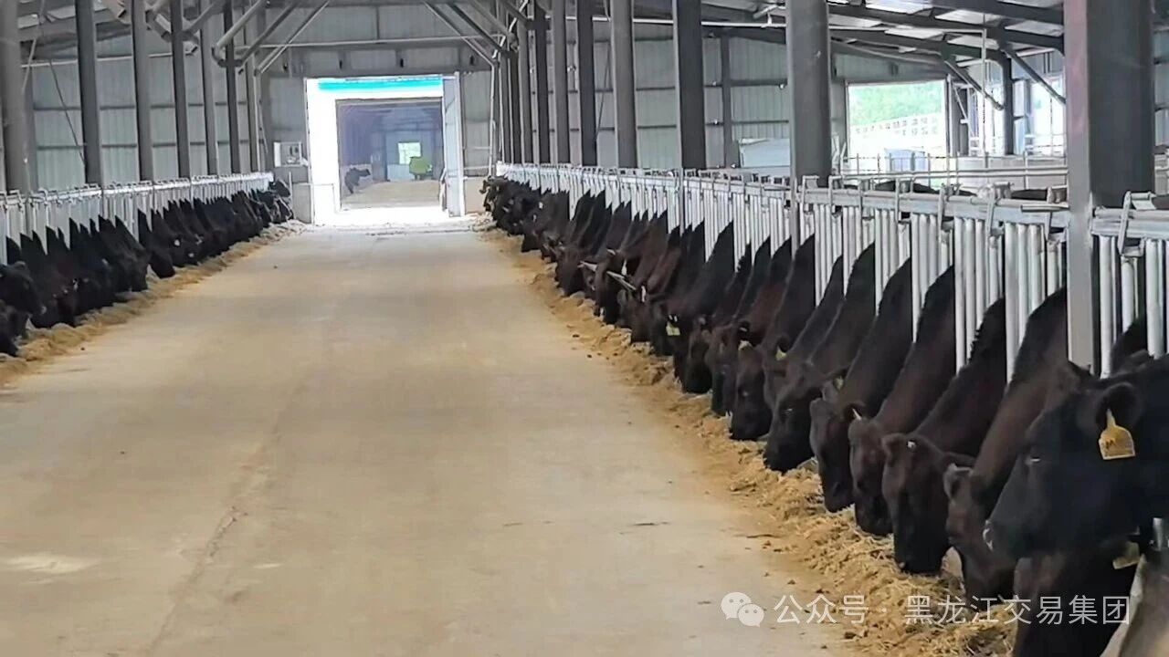 狮子会 - 打造绿色游戏娱乐